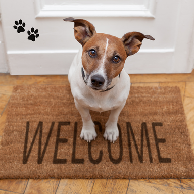Pet Boarding
