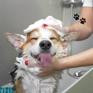 Pet Bath